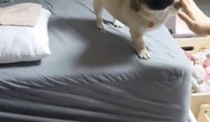 Le Bruit Que Fait Ce Chien En Respirant Est A Mourir De Rire Sur Orange Videos