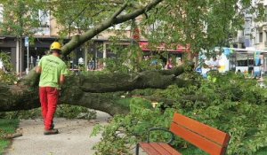 Haute-Savoie : Chute d’un arbre en plein centre-ville d'Annecy