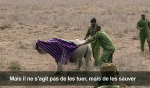 Kenya: opération encochage d'oreilles pour les rhinocéros