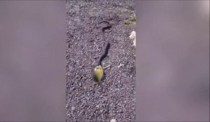 Ce gamin se fait voler son poisson... par un serpent!