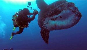 Ces plongeurs nagent avec un poisson môle géant. Images magnifiques