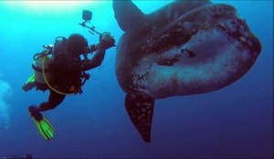 Ces plongeurs nagent avec un poisson môle géant. Images magnifiques !