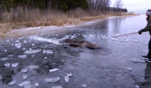 Ce patineur tombe sur un élan piégé sur un lac gelé et va tout faire pour le sauver