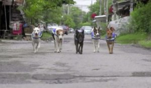 Thaïlande : des chiens errants équipés de caméras pour veiller la nuit