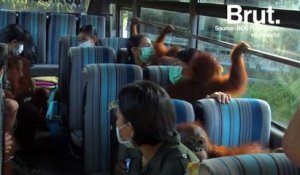 Des bébés orangs-outans transportés en bus vers une nurserie