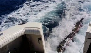 Quand un lion de mer grimpe à bord du bateau pour manger du poisson