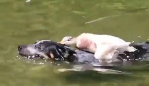 Un canard pas content s'en prend à un chien