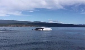 Des images incroyables d'une baleine a bosse qui fait surface en mer