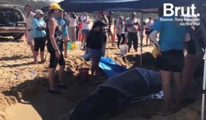Un nouveau bébé baleine s'échoue et meurt en Australie