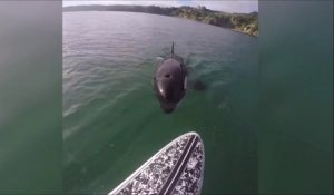Une orque suit cet homme en paddleboard et va jusqu'à toucher sa planche