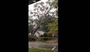 Une maison rasée en 1 seconde par un énorme arbre en pleine chute