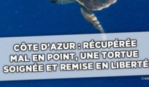 Côte d'Azur: Récupérée mal en point, la tortue Léopold soignée et remise en liberté