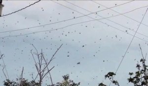 Il filme plein de petits points noirs dans le ciel et va vite se rendre compte que ce sont des milliers d'araignées sur leurs toiles