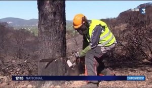 Incendies : la végétation reprend des couleurs à La Croix-Valmer