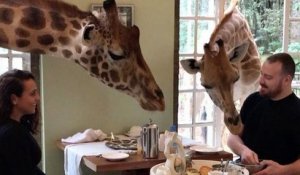 Petit déjeuner avec des girafes