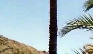 Une chèvre monte au sommet d’un palmier ! WOW