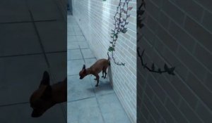 Un chien fait caca contre un mur