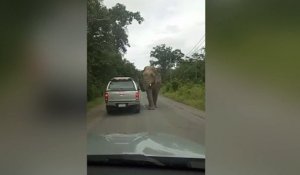 Un éléphant arrache le haut de cette voiture