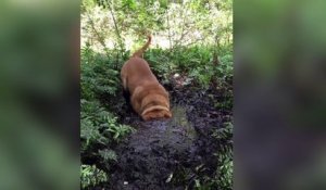 Ce chien adore la boue !