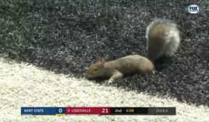 Un écureuil fait un touchdown