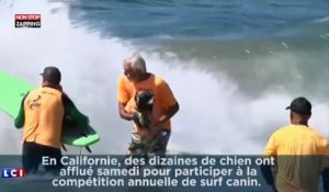 Des chiens surfent pour la bonne cause, les images insolites ! (Vidéo)