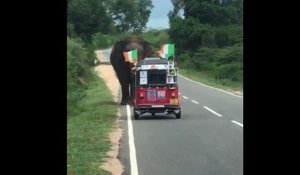 Cet éléphant affamé renverse une Tuk Tuk en cherchant de la nourriture