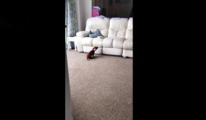 Un petit chien cherche un moyen de monter sur le canapé pour manger !