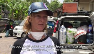 Volcan/Bali: ils bravent le danger pour sauver des animaux