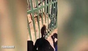 Grosse frayeur : ce joueur de rugby tente de caresser un lion dans une cage et se fait mordre !