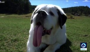 Record du monde de la plus grande langue d'un chien : 19cm !!