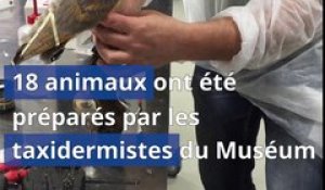 Toulouse : Les taxidermistes préparent les « rapaces »