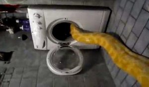 Sieste d'un ENORME serpent dans le lave-linge
