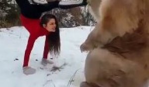 Un ours donne un coup de main à une fille qui fait du Yoga à la forêt !