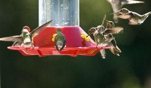 Il filme l'heure du diner pour ces centaines de colibris... Magnifique