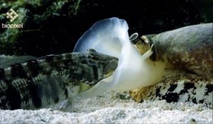 Ce mollusque avale des poissons endormis - Créature cauchemardesque