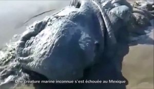 Une créature marine mystérieuse échouée sur une plage au mexique