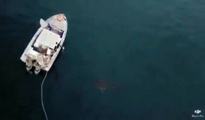 Agressivité d'un requin blanc auprès d'un bateau de pêcheurs !