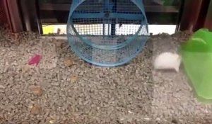 Une souris a sa propre façon de faire la roue dans sa cage !