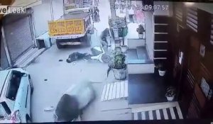 Un scooter emporté par un taureau fou dans les rues en Inde !