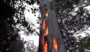 Un arbre brûle de l'intérieur en Californie