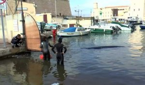 Insolite : une baleine égarée dans le Vieux-Port