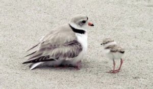 Combien de bébés sont cachés sous cet oiseau... Adorable!