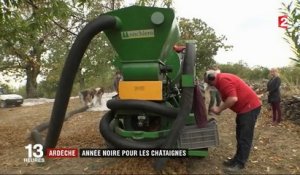 Ardèche : des récoltes de châtaignes catastrophiques à cause de la sécheresse