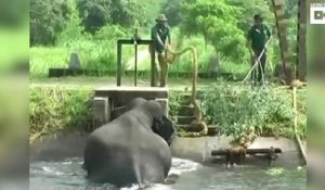 Sauvetage d'un Elephant à coups de feux d'artifices et cordes dans un canal !