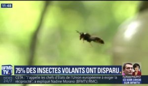 "Bientôt, on n'entendra plus une mouche voler." Pourquoi les insectes volants disparaissent ?