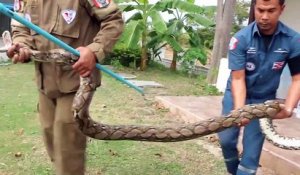 Ils découvrent un python de 4 mètres dans une machine à laver