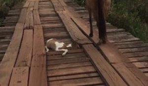 Il sauve un poulain coincé sur un pont sous les yeux de sa mère