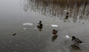Un canard se pose sur un lac gelé