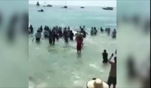 Tout ces touristes se jettent à l'eau pour sauver une baleine échouée sur une plage... Belle preuve de solidarité