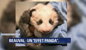 "Une grosse peluche en vivant." Mais au fait, comment va le mini panda de Beauval ?